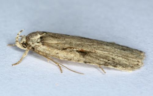 Réf. 283 796 : Agonopterix ocellana